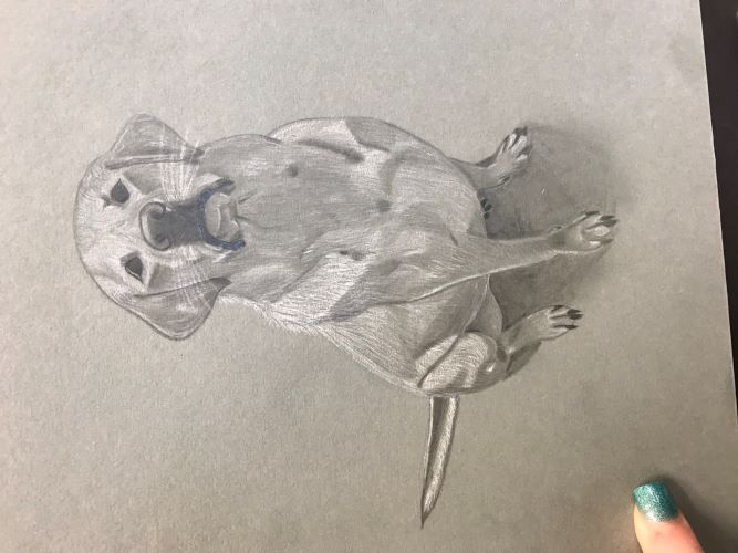 Image of a dog in black and white penicl.